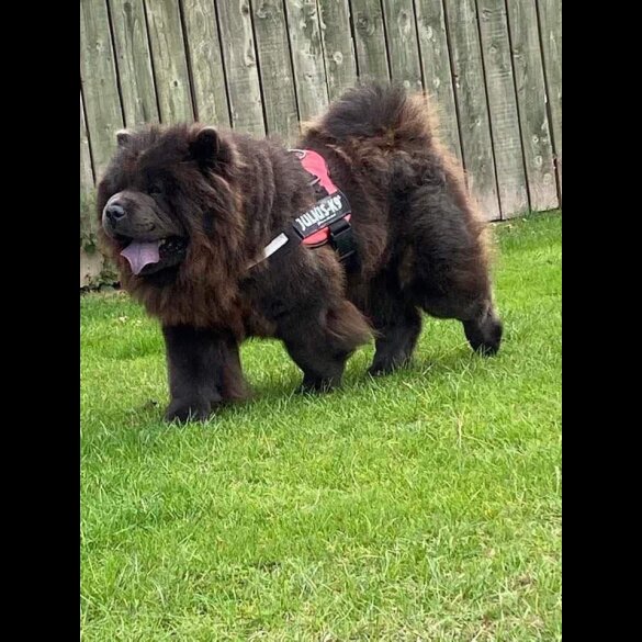 Chow Chow - Both