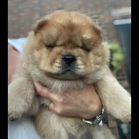 Chow Chow - Dogs