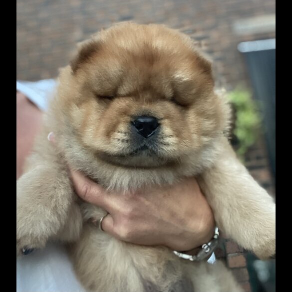 Chow Chow - Dogs