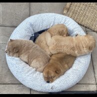 Chow Chow - Dogs