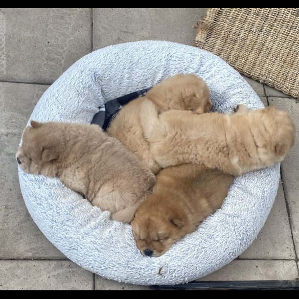 Chow Chow - Dogs