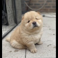 Chow Chow - Dogs