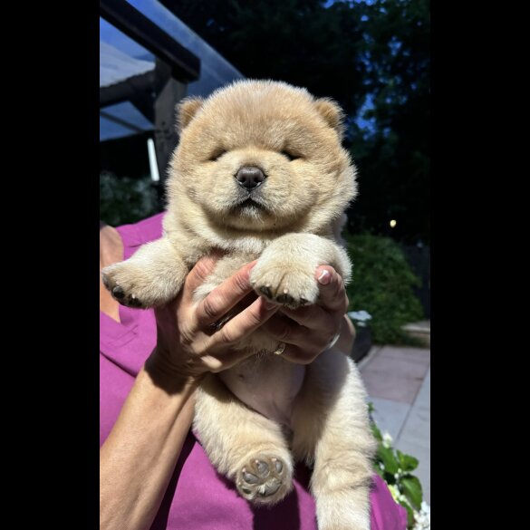 Chow Chow - Dogs