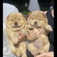 Chow Chow - Dogs