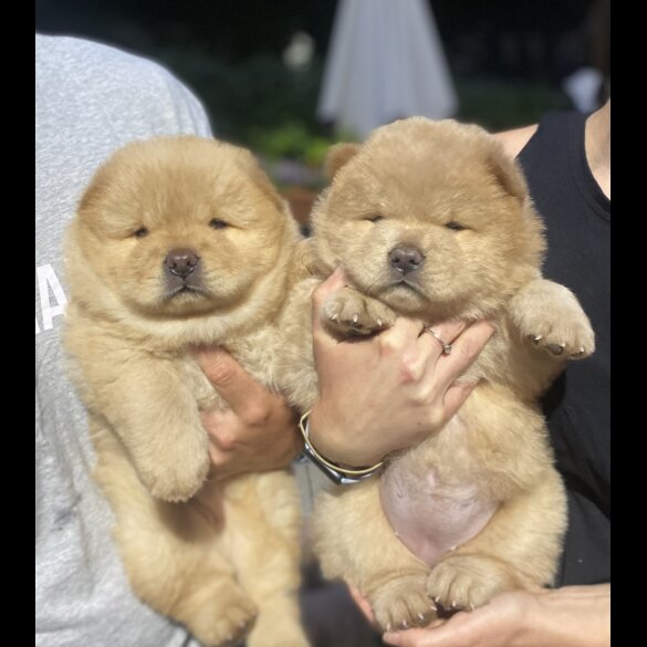 Chow Chow - Dogs