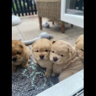Chow Chow - Dogs