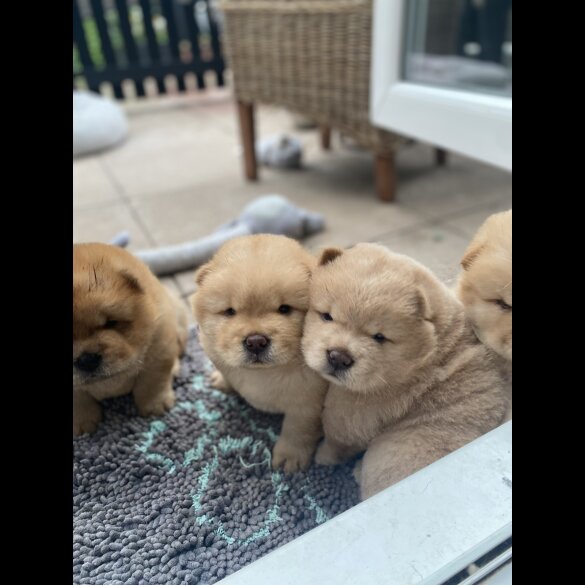 Chow Chow - Dogs