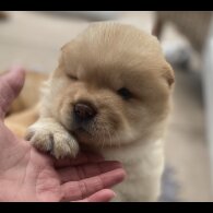 Chow Chow - Dogs
