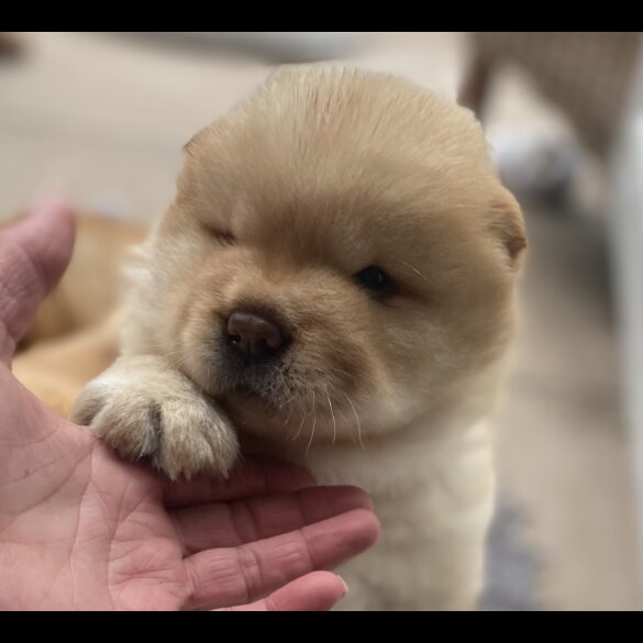 Chow Chow - Dogs