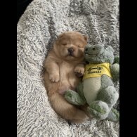 Chow Chow - Dogs