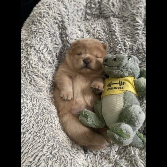 Chow Chow - Dogs