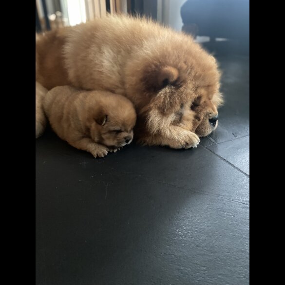 Chow Chow - Dogs