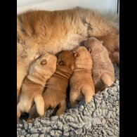 Chow Chow - Dogs