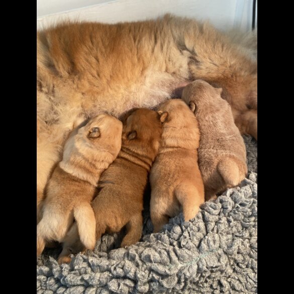 Chow Chow - Dogs