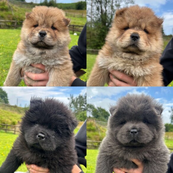 Chow Chow - Both