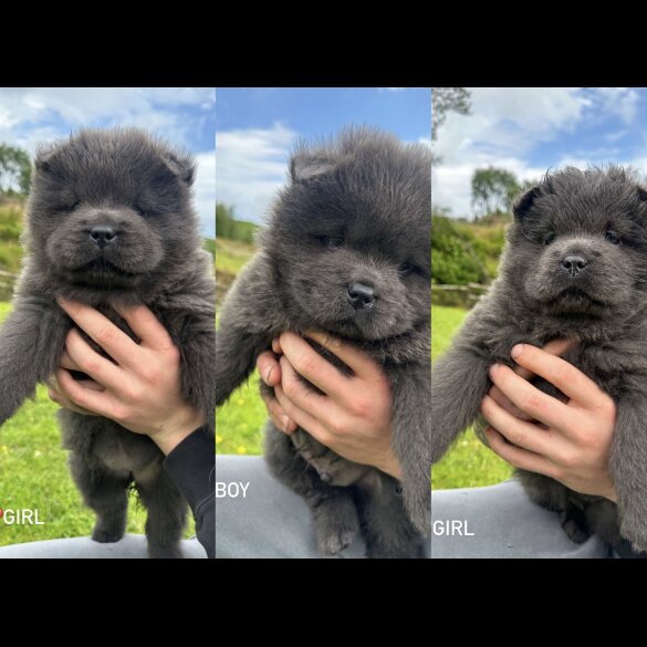 Chow Chow - Both