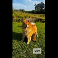 Chow Chow - Both