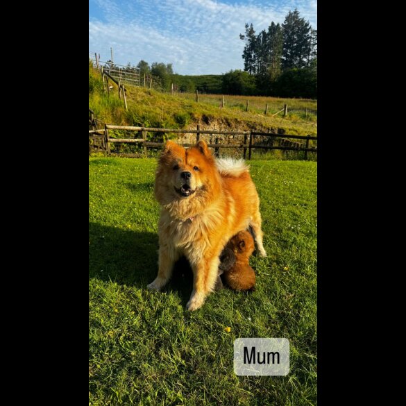 Chow Chow - Both