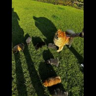 Chow Chow - Both