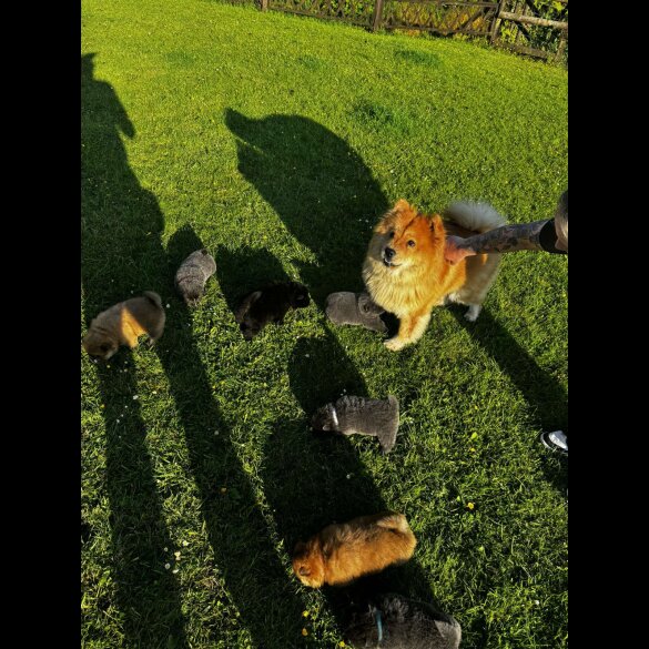 Chow Chow - Both