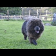 Chow Chow - Both