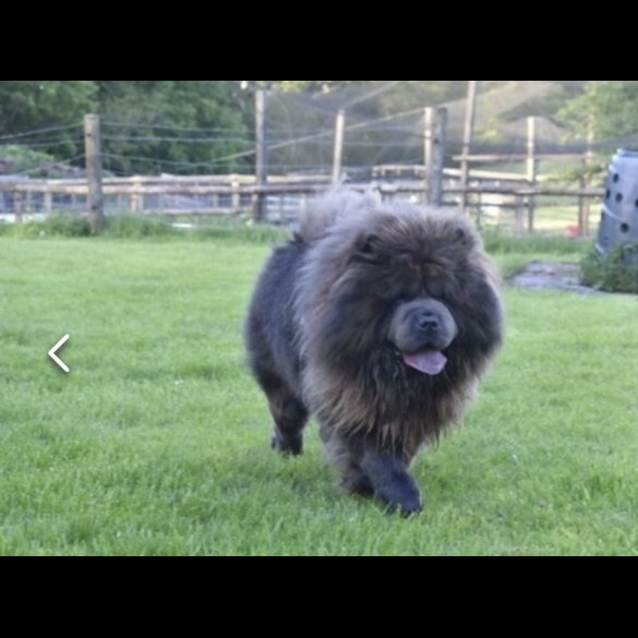 Chow Chow - Both