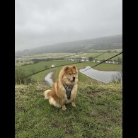Chow Chow - Both