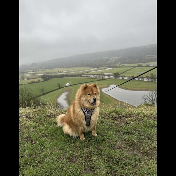 Chow Chow - Both