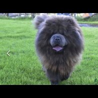 Chow Chow - Both