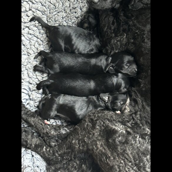 Cockapoo - Dogs