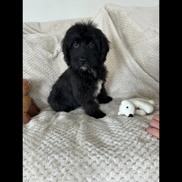 Cockapoo - Both
