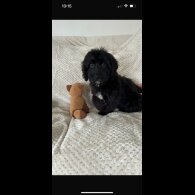 Cockapoo - Both