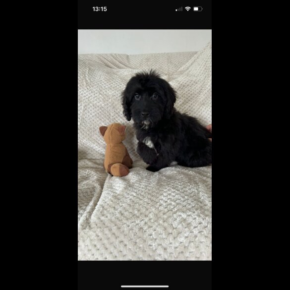 Cockapoo - Both