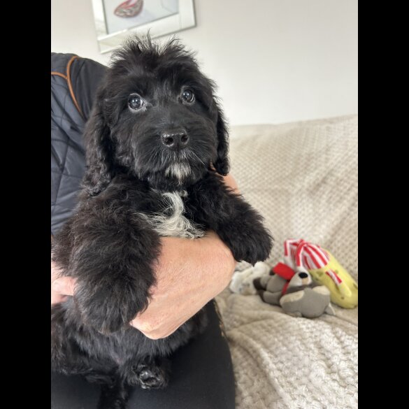Cockapoo - Both