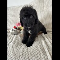 Cockapoo - Both
