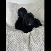 Cockapoo - Both