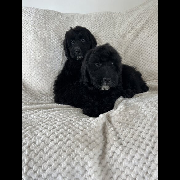 Cockapoo - Both