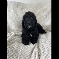 Cockapoo - Both