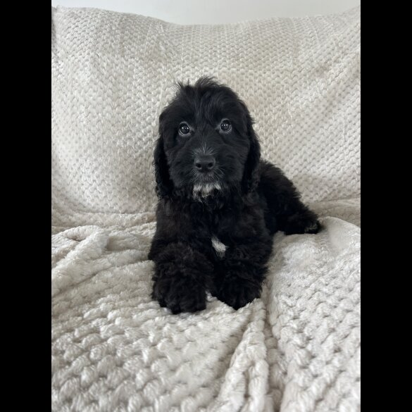 Cockapoo - Both