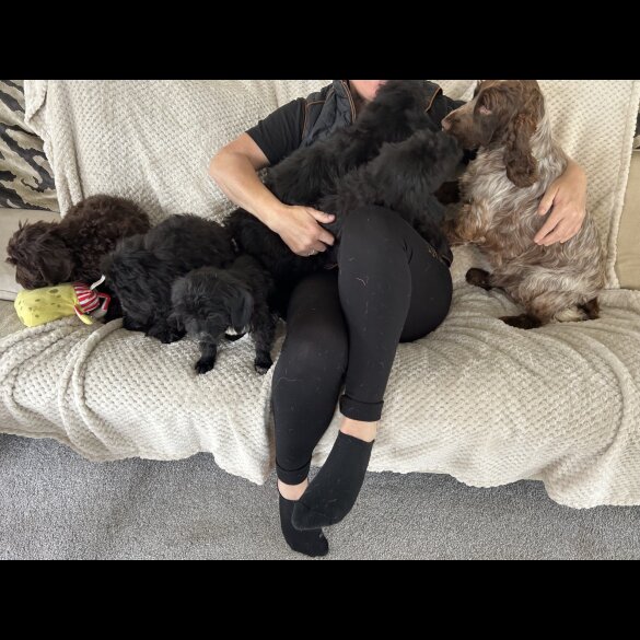 Cockapoo - Both
