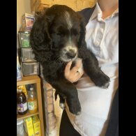 Cockapoo - Both