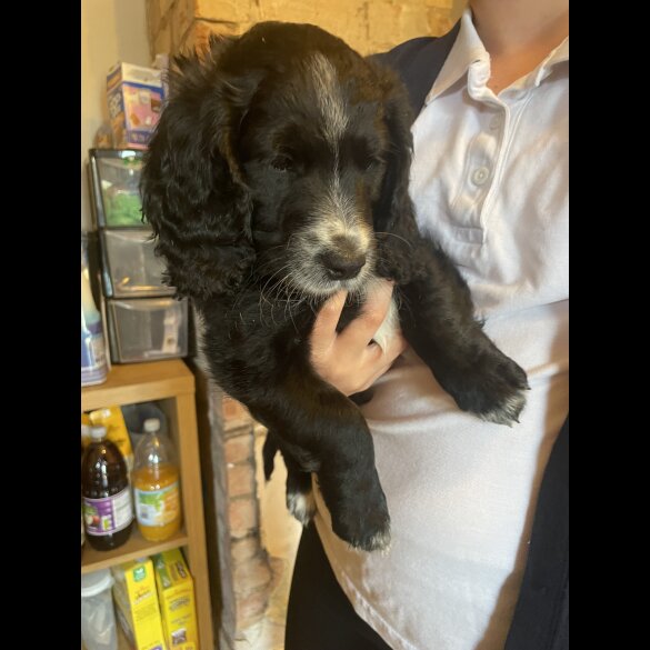 Cockapoo - Both