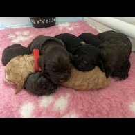 Cockapoo - Dogs