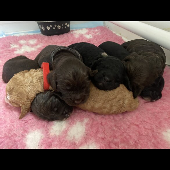 Cockapoo - Dogs