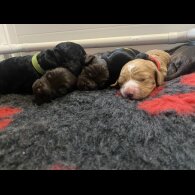 Cockapoo - Dogs