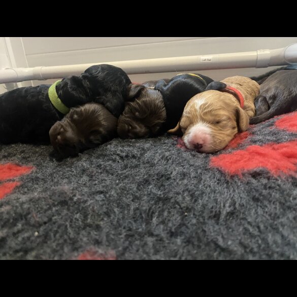 Cockapoo - Dogs