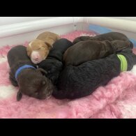 Cockapoo - Dogs