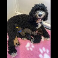 Cockapoo - Dogs