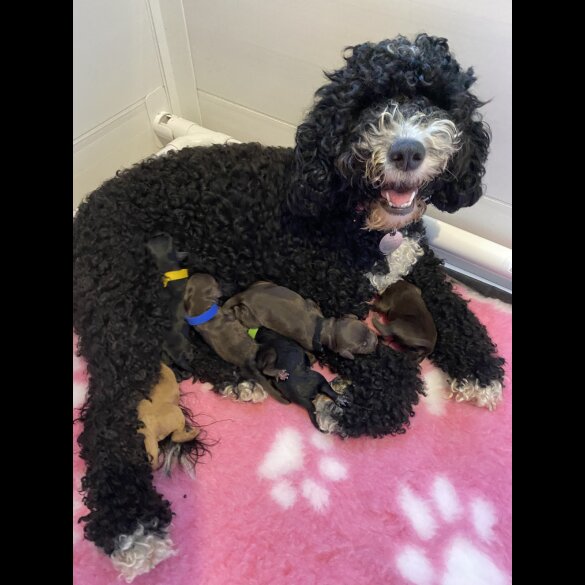 Cockapoo - Dogs