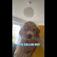 Cockapoo - Both